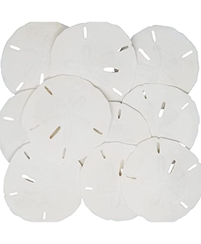 White Sand Dollars 3"-3.5" Set of 10 Wedding Seashell Craft Sandollars- Hand Picked and Professionally Packed by Tumbler Home